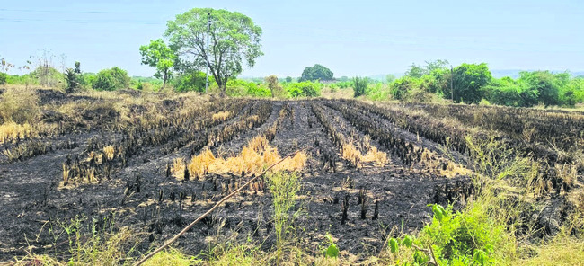 వరికొయ్యలకు నిప్పు.. భూసారానికి ముప్పు1