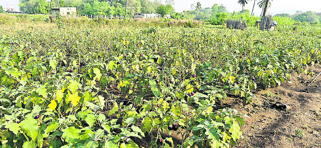 కూరగాయల రైతు కుదేలు 1
