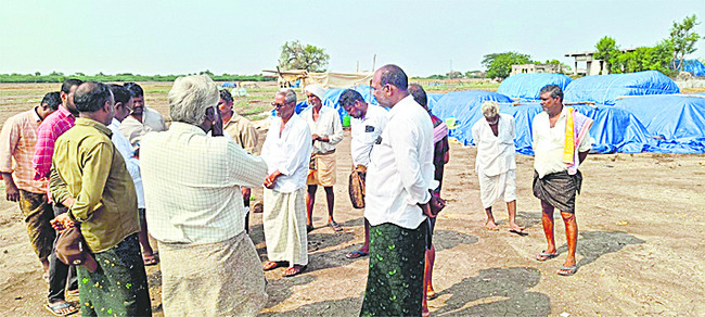 రైతు ఊపిరితీస్తున్న బ్లాక్‌ బర్లీ 1