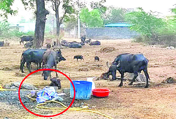 ఐసీడీఎస్లో ఆగని అక్రమాలు1
