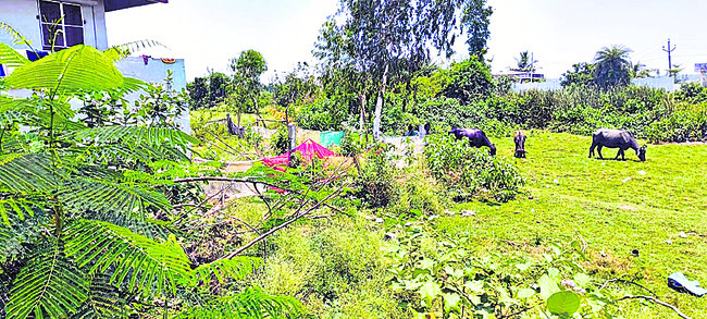 చెరువు.. రక్షణ కరువు! 1