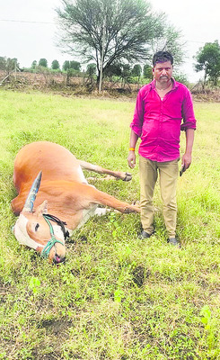పాముకాటుకు ఎద్దు మృతి 1