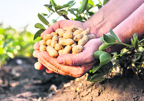 అరకొరగా విత్తన కేటాయింపులు2