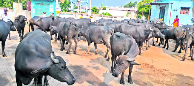 సవాల్గా పశు పోషణ 1