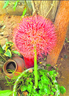 వికసించిన మే పుష్పం2