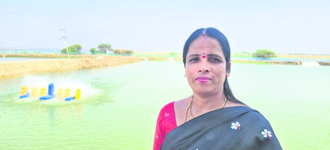 జంగమాయిపల్లిలో రొయ్యల చెరువులు2