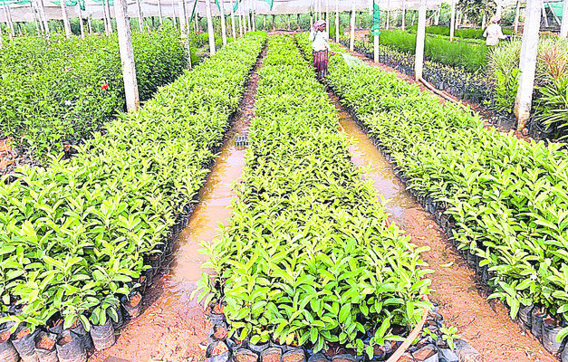 ఫల రాజ కేంద్రం2