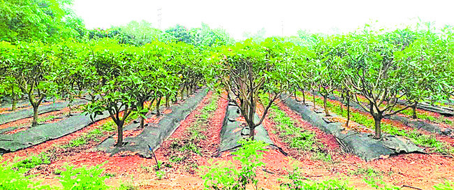 ఫల రాజ కేంద్రం3