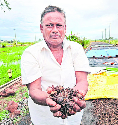 రైతులకు అకాల కష్టం 1