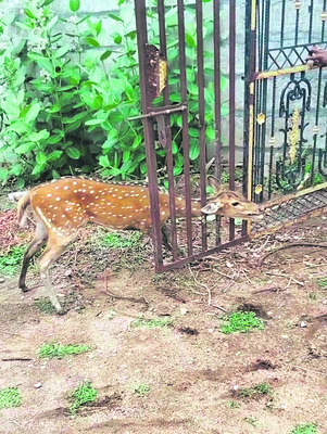 ఏపీఎంపై డీఆర్డీఓకు ఫిర్యాదు 1