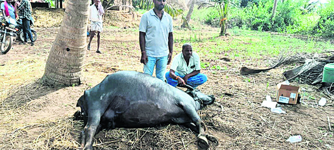 విద్యుదాఘాతంతో ఆవు మృతి 1