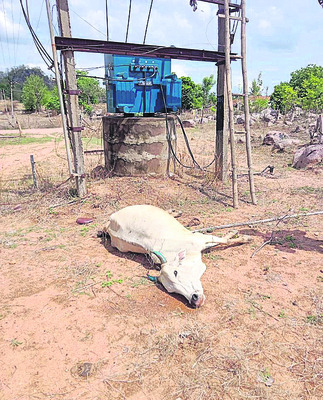 విద్యుత్ షాక్తో పశువులు మృతి 2
