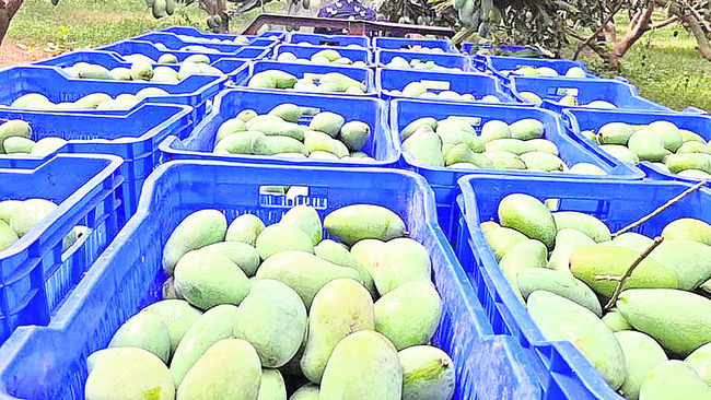 ఇంగ్లండ్కు ఢెంకనాల్ మామిడి పండ్లు1