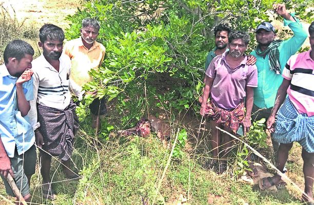 చిరుత సంచారంతో కలవరం1