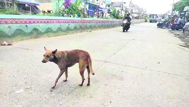 పిచ్చికుక్క స్వైర విహారం1