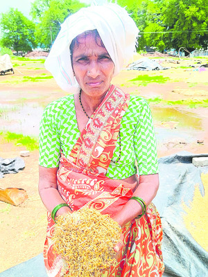 మొలకలొచ్చిన ధాన్యం.. రైతులు ఆగం1