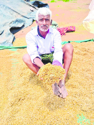 మొలకలొచ్చిన ధాన్యం.. రైతులు ఆగం2