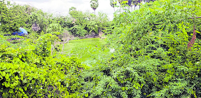 విదేశీ విహంగాల సందడి 2