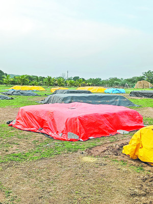 భారీ వర్షానికి తడిసిన ధాన్యం 1