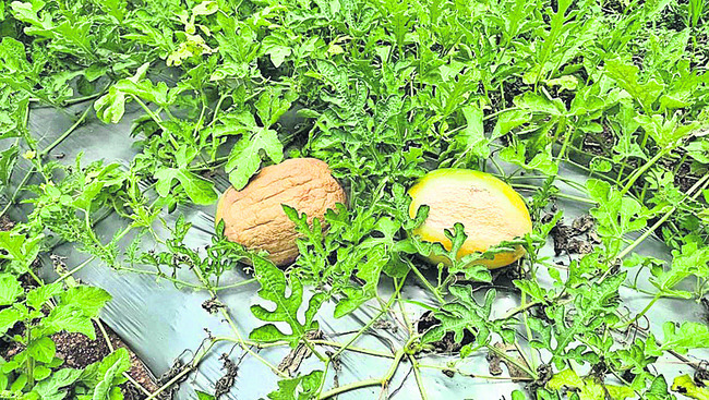 కర్బూజ రైతు నష్టాలపాలు1