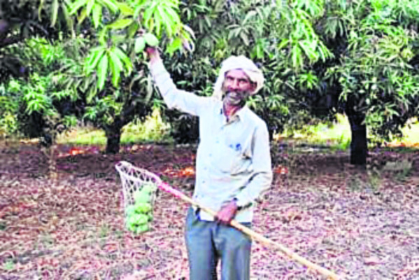 దిగుబడి బాగు.. ధర దిగాలు! 2