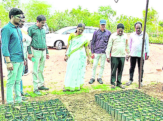 అవెన్యూ ప్లాంటేషన్పై దృష్టి పెట్టాలి1
