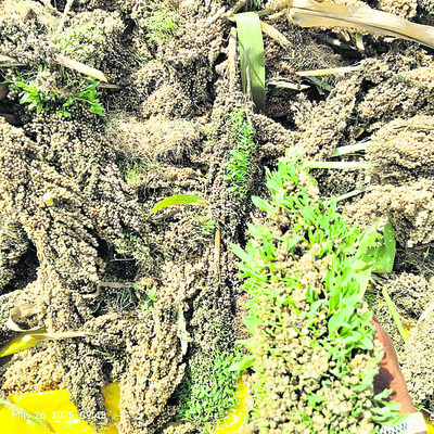 వానమ్మా.. జర ఆగమ్మా..!4