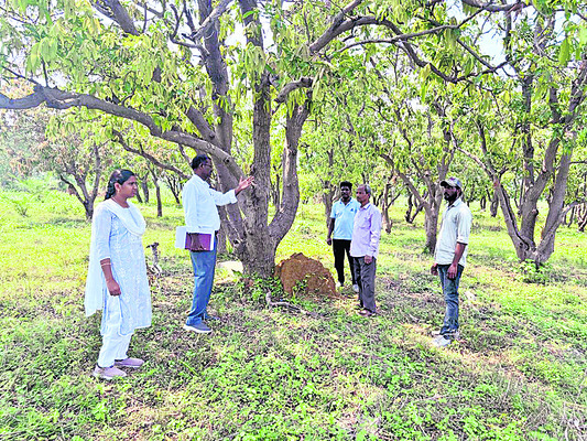 ఉద్యాన పంటల సాగును పెంచాలి1