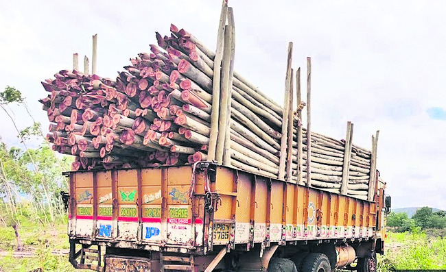 అగ్రిగోల్డ్ భూముల్లో జామాయిల్ నరికివేత 1