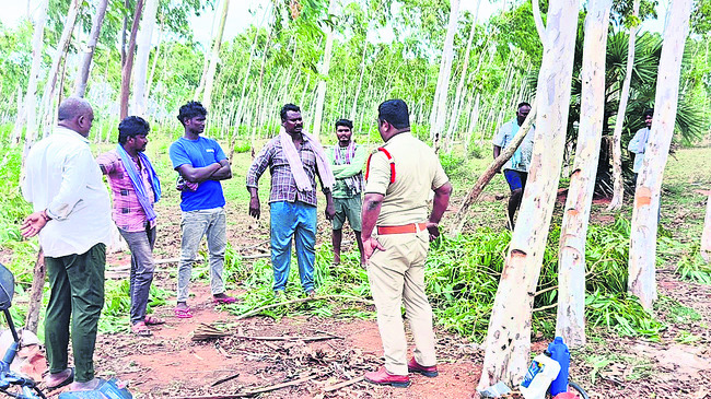 అగ్రిగోల్డ్ భూముల్లో జామాయిల్ నరికివేత 2