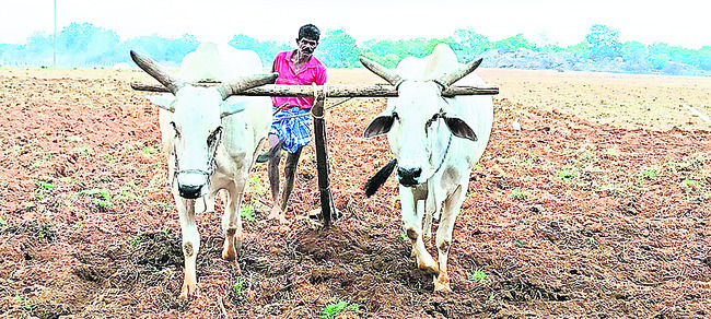 పంటల సాగుకు సై..2