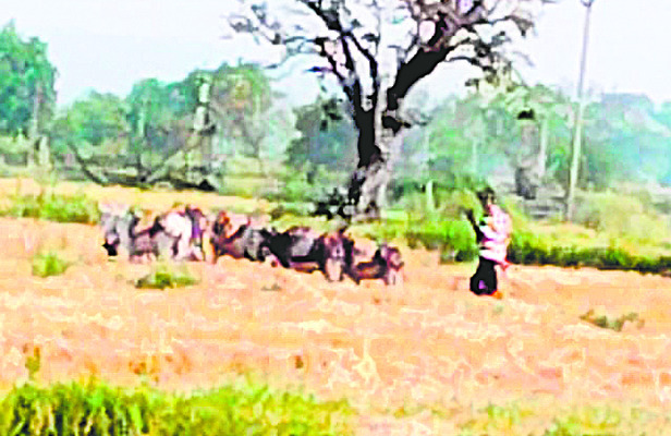 మసక చీకట్లో ఇసుక దోపిడీ!1