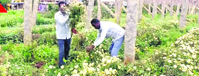 ఏకధాటి వాన.. చామంతికి వేదన 1