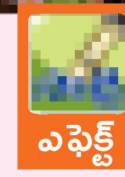 వరి విత్తనాలు పంపిణీ 2