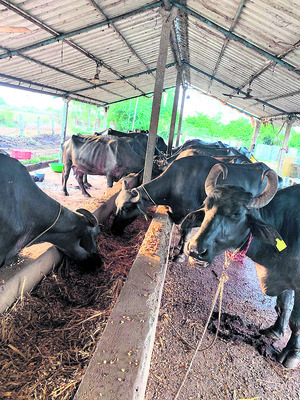 ఉమ్మడి కర్నూలు జిల్లాలో ఏర్పడిన కరువు పరిస్థితులు ‘క్షీ1
