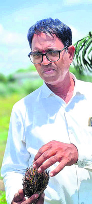వరికి ప్రత్యామ్నయంగా ఆయిల్ పామ్1