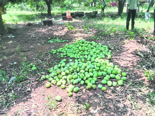 ఈదురుగాలుల బీభత్సం2