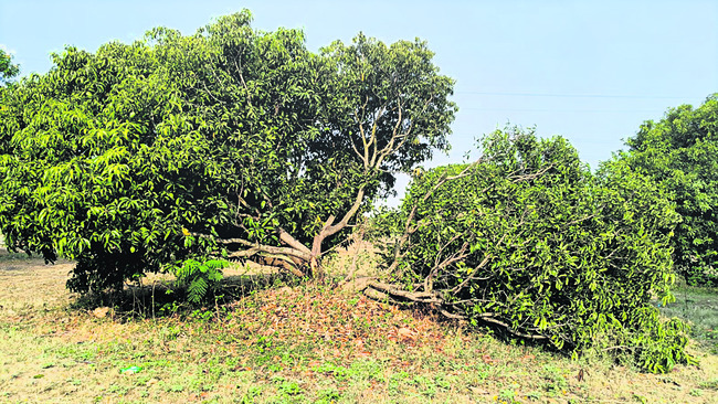 ఈదురు గాలులకు.. నేలవాలిన పంటలు 1
