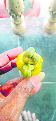 జీడిపండుకు మూడు గింజలు!
1