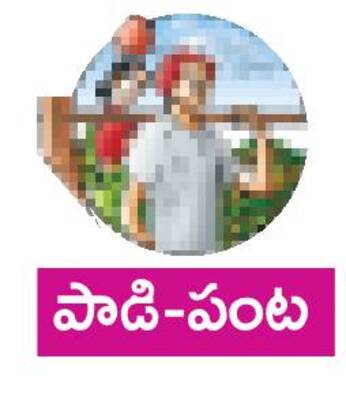 బొప్పాయికి రింగ్ స్పాట్ 4