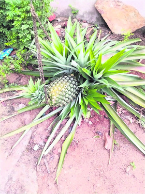 పైనాపిల్‌ కాసింది..!1