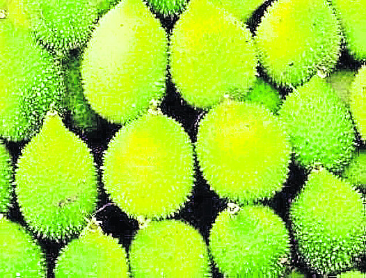 బోడకాకర సాగుతో నికర ఆదాయం1