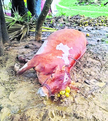 పిడుగుపాటుతో యువకుడి మృతి1