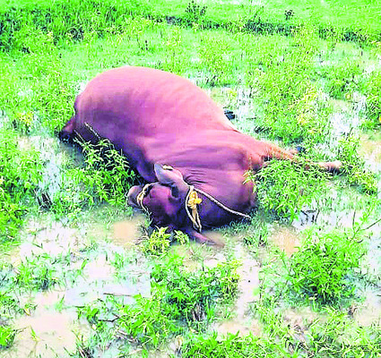 పిడుగుపాటుతో యువకుడి మృతి2