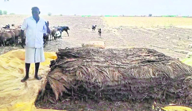 పొగాకు రైతు అయోమయం 1
