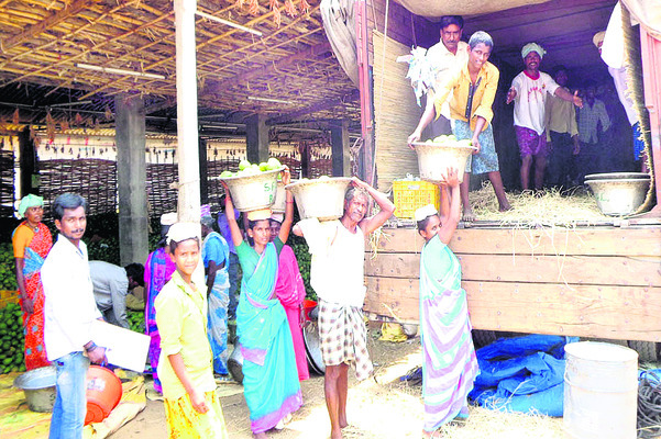 సంక్షోభంలో మామిడి పరిశ్రమ1