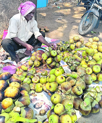తాటి ముంజ.. తింటే మజా2