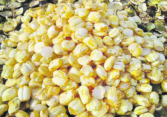 తాటి ముంజ.. తింటే మజా1
