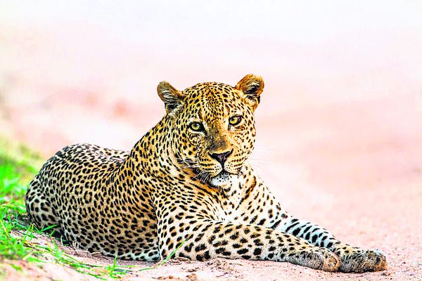 పంట పొలాల్లో చిరుత 2