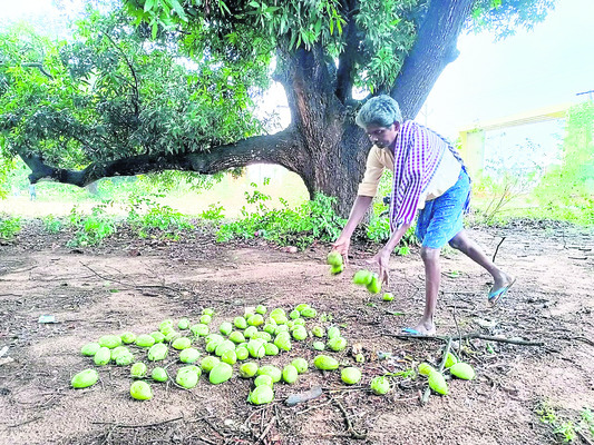 దంచి కొట్టి.. వెతలు మిగిల్చి 1